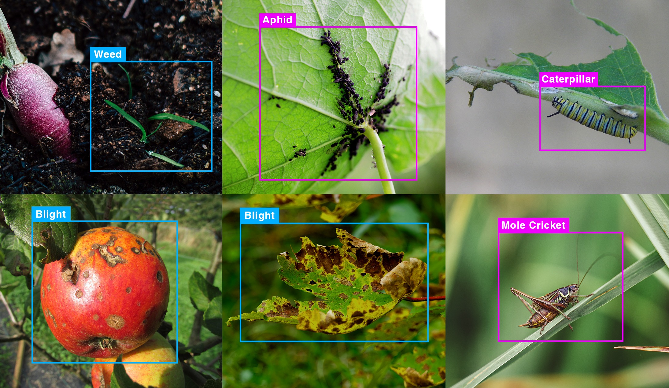 AI-aided Pest and Plant-disease Detection