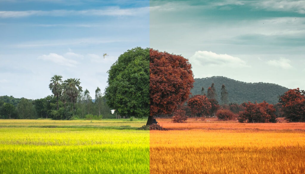 white balance